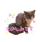 ごまたんのきもち（個別スタンプ：30）