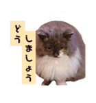 ごまたんのきもち（個別スタンプ：32）