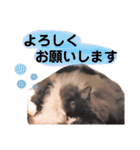 ごまたんのきもち（個別スタンプ：33）