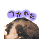 ごまたんのきもち（個別スタンプ：34）
