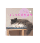 ごまたんのきもち（個別スタンプ：40）