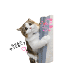 あざといめーたん（個別スタンプ：1）