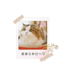 あざといめーたん（個別スタンプ：2）