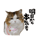 あざといめーたん（個別スタンプ：18）