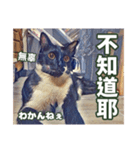 ネコの挨拶、中国語と日本語（個別スタンプ：12）