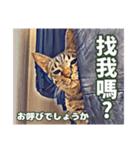 ネコの挨拶、中国語と日本語（個別スタンプ：13）