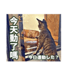 ネコの挨拶、中国語と日本語（個別スタンプ：18）