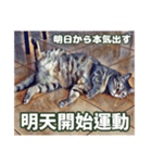 ネコの挨拶、中国語と日本語（個別スタンプ：19）