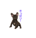 アトムV1（個別スタンプ：35）