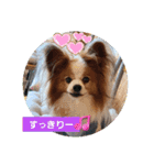ぱぴぱぴパピヨン79（個別スタンプ：8）