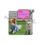 ぱぴぱぴパピヨン79（個別スタンプ：10）
