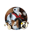 ぱぴぱぴパピヨン79（個別スタンプ：14）