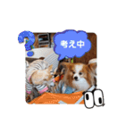 ぱぴぱぴパピヨン79（個別スタンプ：21）