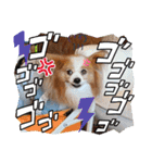 ぱぴぱぴパピヨン79（個別スタンプ：23）