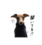 ぼくちんおじぇじぇ。イタグレだよ part2（個別スタンプ：4）