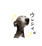 ぼくちんおじぇじぇ。イタグレだよ part2（個別スタンプ：13）