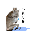ぼくちんおじぇじぇ。イタグレだよ part2（個別スタンプ：20）