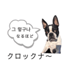気付けば覚えちゃってる楽チン韓国語②（個別スタンプ：10）