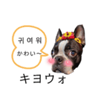 気付けば覚えちゃってる楽チン韓国語②（個別スタンプ：15）