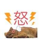 ポメラニアンのはーちゃんスタンプ（個別スタンプ：3）