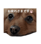 ポメラニアンのはーちゃんスタンプ（個別スタンプ：5）