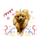ポメラニアンのはーちゃんスタンプ（個別スタンプ：6）