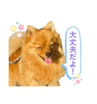 ポメラニアンのはーちゃんスタンプ（個別スタンプ：8）