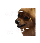 ポメラニアンのはーちゃんスタンプ（個別スタンプ：9）