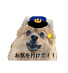 ポメラニアンのはーちゃんスタンプ（個別スタンプ：11）