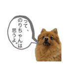ポメラニアンのはーちゃんスタンプ（個別スタンプ：12）