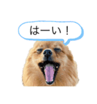 ポメラニアンのはーちゃんスタンプ（個別スタンプ：16）