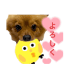 ポメラニアンのはーちゃんスタンプ（個別スタンプ：17）