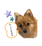 ポメラニアンのはーちゃんスタンプ（個別スタンプ：19）