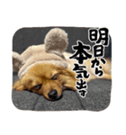 ポメラニアンのはーちゃんスタンプ（個別スタンプ：21）