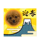 ポメラニアンのはーちゃんスタンプ（個別スタンプ：24）