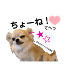 犬ずスタンプ3（個別スタンプ：7）