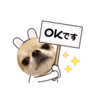 犬ずスタンプ3（個別スタンプ：8）