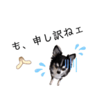 犬ずスタンプ3（個別スタンプ：9）