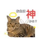 さだはるスタンプ3（個別スタンプ：3）