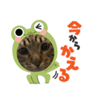 さだはるスタンプ3（個別スタンプ：9）