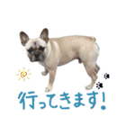 おしゃべりフレブル 福スタンプ①（個別スタンプ：13）