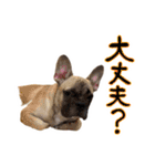 おしゃべりフレブル 福スタンプ①（個別スタンプ：18）