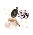 チンチラまるちゃんⅡ（個別スタンプ：5）