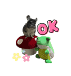チンチラまるちゃんⅡ（個別スタンプ：7）