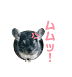 チンチラまるちゃんⅡ（個別スタンプ：11）