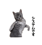 センマイ♂stamp✴︎（個別スタンプ：37）