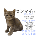 センマイ♂stamp✴︎（個別スタンプ：40）