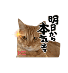 うちの3姉妹ぷらす（個別スタンプ：19）