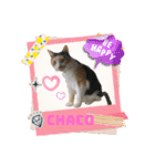 うちの3姉妹ぷらす（個別スタンプ：21）