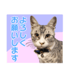 ねことうさぎとモモンガと（個別スタンプ：1）